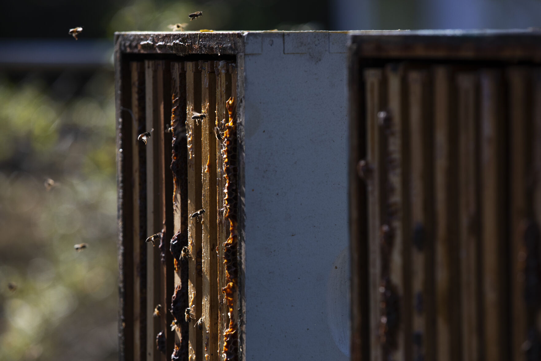 bee hive.jpg